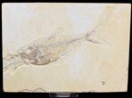 Bargain Diplomystus Fish Fossil From Wyoming #18372-1